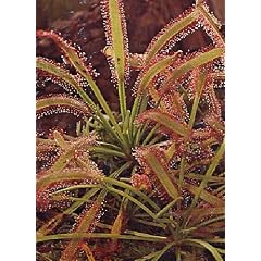 Tropica - Sonnentau (Drosera capensis) - 200 Samen inklusive Kultursubstrat