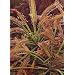 Tropica - Sonnentau (Drosera capensis) - 200 Samen inklusive Kultursubstrat
