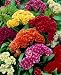 Jewel Box Mixture Celosia Seeds - Celosia cristata - 0.1 Grams - Approx 150 Gardening Seeds - Flower Garden Seed