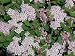 Little Princess Japanese Spirea - Potted