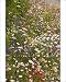 Photographic Prints of Mass of planted annuals, including cornflowers, poppies etc on roadside verge from Ardea Wildlife Pets