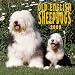 Old English Sheepdogs 2000 Calendar
