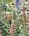 Photographic Prints of SG-8255-C Lupins - In seed from Ardea Wildlife Pets