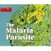 Parasites! - The Malaria Parasite