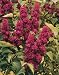 2 - Lilac syringa - persica