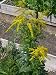 Solidago x hybrida Goldkind - Goldrute