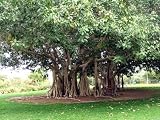 FICUS Benghalensis Indian Banyan tree 25 Seeds 61JVCdokt0L. SL160 FICUS Benghalensis Indian Banyan tree 25 Seeds