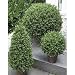 Buchsbaum Topiary 70cm