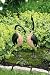Metal Painted Geese Set of 2 - 30 