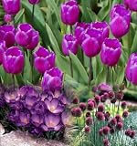 Color Theme Purple Garden-50 Bulbs-Tulips/Crocus/Allium
