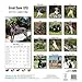 Great Dane (US) Calendar - Just Great Dane (US) Calendar - 2015 Wall calendars - Dog Calendars - Monthly Wall Calendar by Avonside