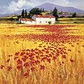 Thoms Poppies Canvas Giclee(16 x 16")