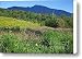 Mansfield Meadow Canvas Print / Canvas Art - Artist Susan Cole Kelly