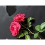 Fujifilm FinePix F300 EXR II Appareil photo num�ri&hellip de Fuji