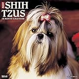 2016 Just Shih Tzus Wall Calendar