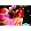 Thumbnail image of Rihanna