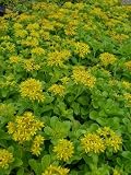 Eigenschaften Dachstauden  / Sedum kamtschaticum, 24 Pflanzen