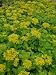 Sedum kamtschaticum, 24 Pflanzen