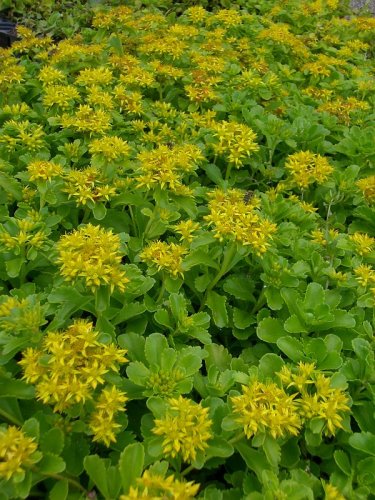 Sedum kamtschaticum, 24 Pflanzen