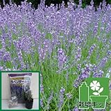 長崎ラベンダー城南1号3号ポット1株と土と肥料のセット[長崎県オリジナル品種][JFS]