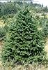 Maine Balsam