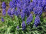 【6か月枯れ保証】【球根】ムスカリ/紫色　9.0cmポット