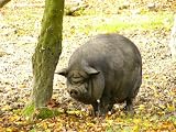 H�ngebauchschwein Mauspad (305)