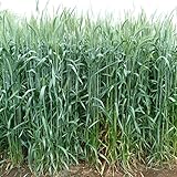 [タネ 秋まき 下草 緑肥 硬盤破砕 敷ワラ 防風]牧草種子：ライ麦 ハルミドリ 1kg