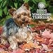 Yorkshire Terriers American Kennel Club 2015 Wall Calendar