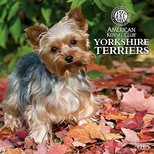 Yorkshire Terriers American Kennel Club 2015 Wall Calendar
