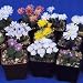 Tropica - Kakteen - Conophytum Mischung (Conophytum) - 100 Samen