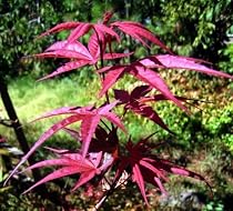 Atrolineare Japanese Maple - Bonsai or Outdoors - Acer