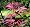 Atrolineare Japanese Maple - Bonsai or Outdoors - Acer