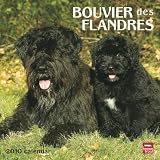 Bouvier des Flandres 2010 Square Wall