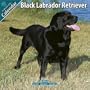 Black Labrador Retriever 2010 Wall Calendar #10200-10