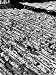 Moslems Worshippers in Third Prayer Position of Prostration Called Sijda Photographic...