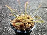 Carnivorous Nidiformis Sundew (Drosera) Plant 3 inch pot