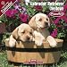 2009 Yellow Labrador Puppies Wall Calendar