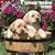 2009 Yellow Labrador Puppies Wall Calendar