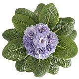【メール便配送】　国華園　花たね プリムラ ブルージーンズ 1袋(20粒入)