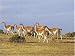 Jigsaw of GUANACO - herd on the coast of Patagonia from Ardea