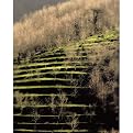 Amalfi Terrace Wall Art - 11x14"