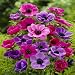 Anemone coronaria De Caen - 20 flower bulbs Anemone coronaria De Caen - 20 flower bulbs