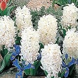(球根)ヒヤシンス カーネギー【5球入】(花壇球)