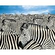 Springbok Zebra Herd 2000 Piece Jigsaw Puzzle