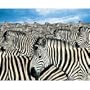 Springbok Zebra Herd 2000 Piece Jigsaw Puzzle