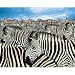 Springbok Zebra Herd 2000 Piece Jigsaw Puzzle