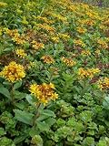Eigenschaften Dachstauden  / Sedum florif. 