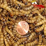 1000ct Live Superworms, Reptile, Birds, Fish Food (Free Shipping)