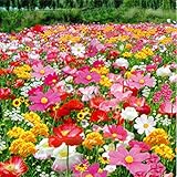 200粒/袋　多年生の野生の花のミックスの種